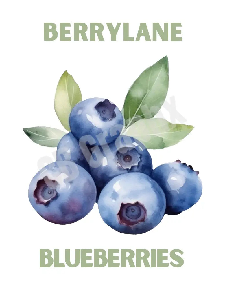 BerryLane Blueberry